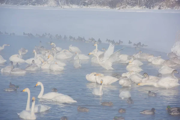 Красивые белые колючие лебеди — стоковое фото