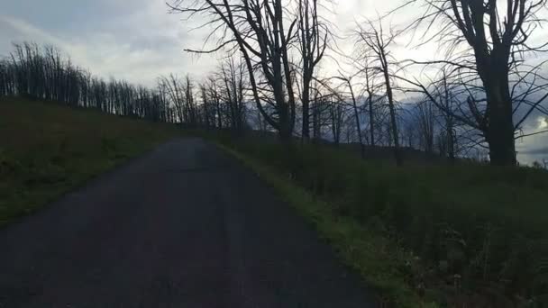 Мертвый лес на горном перевале — стоковое видео