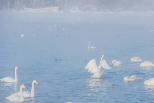 Mooie witte gierend zwanen — Stockfoto