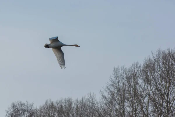 美しい白鳥百日咳 — ストック写真