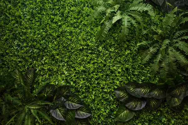 背景の緑の葉 — ストック写真