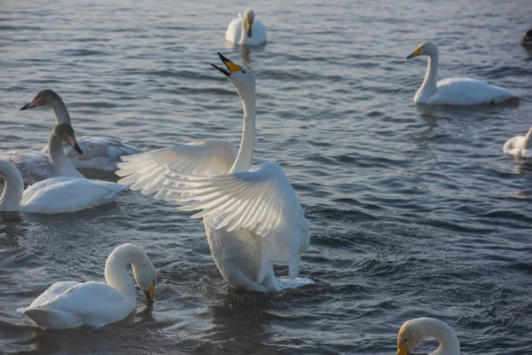 美しい白鳥百日咳 — ストック写真