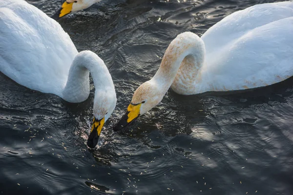 Beautiful white whooping swans — Stock Photo, Image