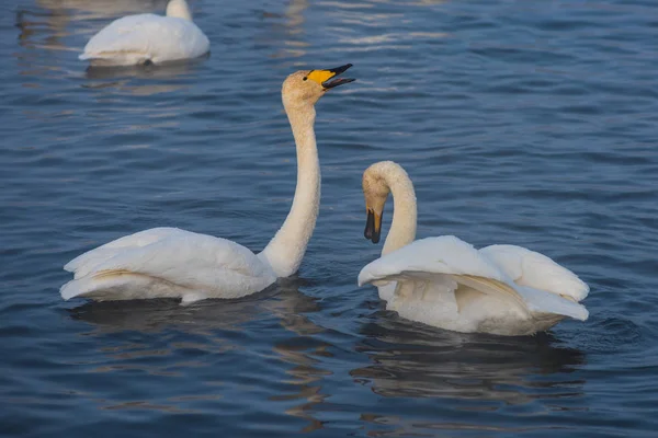 Beautiful white whooping swans — Stock Photo, Image