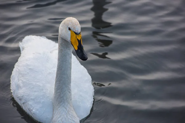 Beautiful white whooping swans — Stock Photo, Image