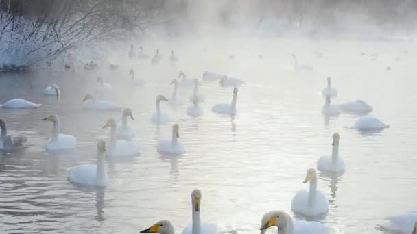 Hermosos cisnes blancos zumbando — Vídeo de stock