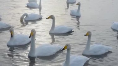 Güzel beyaz boğmaca Kuğu