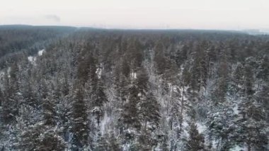 Kış ormanının havadan görünüşü.