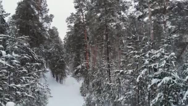 Widok z lotu ptaka na zimowy las. — Wideo stockowe