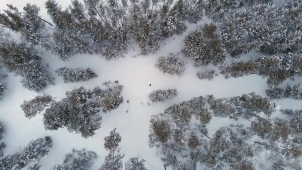 Вид з повітря на зимовий ліс . — стокове відео