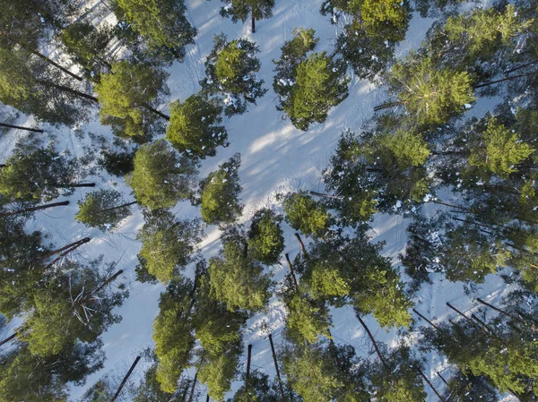Luchtfoto van het winterbos. — Stockfoto