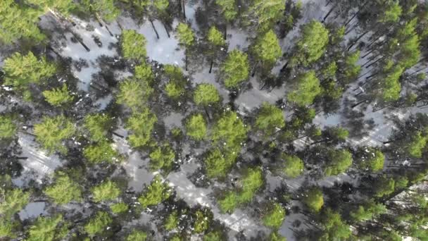Вид с воздуха на зимний лес. — стоковое видео