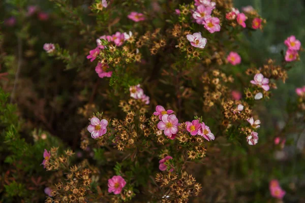 Arbusto Dasifora hierba medicinal —  Fotos de Stock