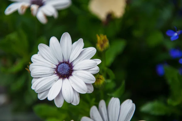 White chrysanthemums closeup — Stock Photo, Image