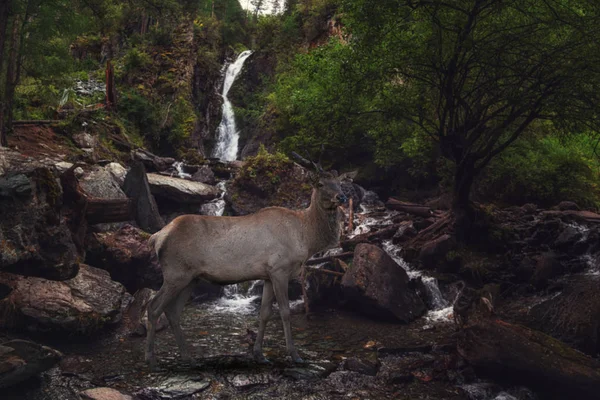 Maral on the waterfall in Altai Mountains