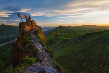 Güzellik şafak tepe üzerinde üzerinde maral