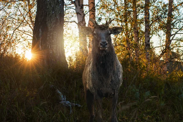 Retrato de Maral no pôr do sol de beleza — Fotografia de Stock