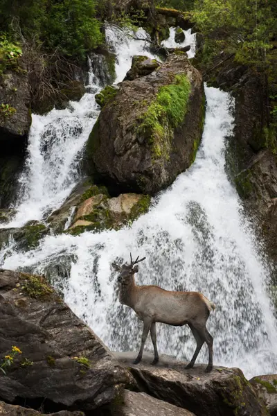 Waterval in het Altai-gebergte — Stockfoto