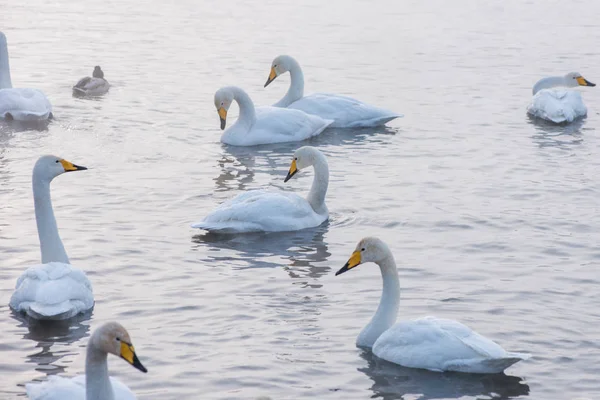 Beautiful white whooping swans — Stock Photo, Image