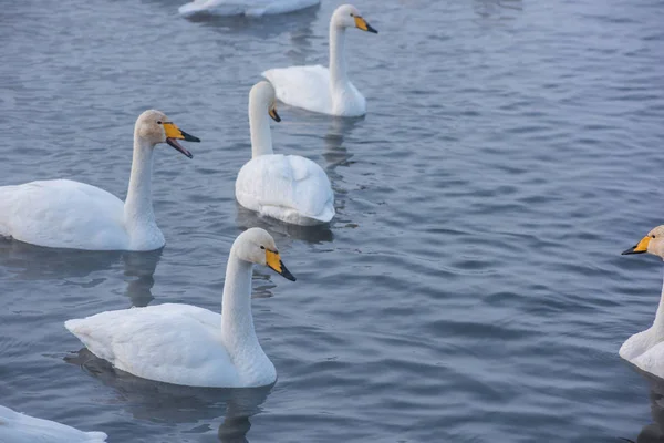Beautiful white whooping swans — Stock Photo, Image