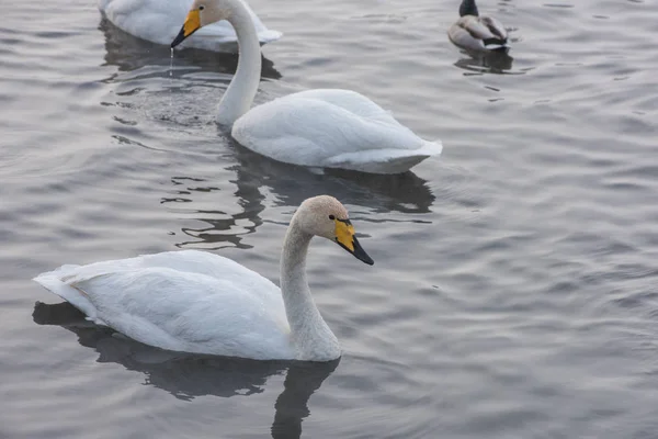 Beautiful white whooping swans Stock Picture