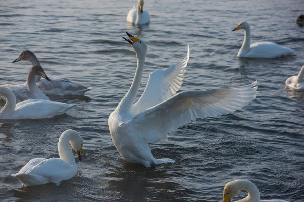 Hermosos cisnes blancos zumbando —  Fotos de Stock