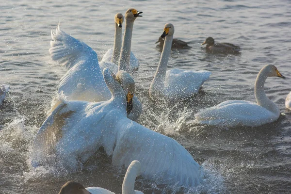 百日咳の白鳥との戦い — ストック写真