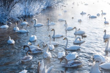Güzel beyaz boğmaca Kuğu
