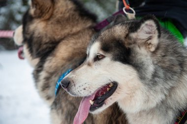 Alaskan malamute köpek