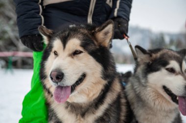 Alaskan malamute köpek