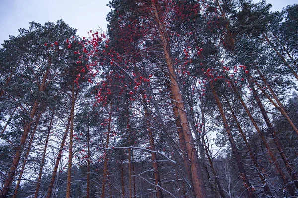 Rowan strom s větvemi z bobulí — Stock fotografie