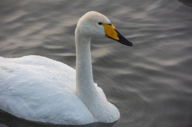 Güzel beyaz boğmaca kuğu