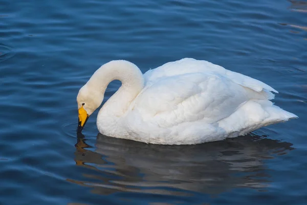 Beautiful white whooping swans — Stock Photo, Image