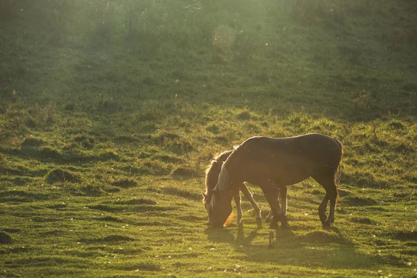 日の出前に馬 — ストック写真