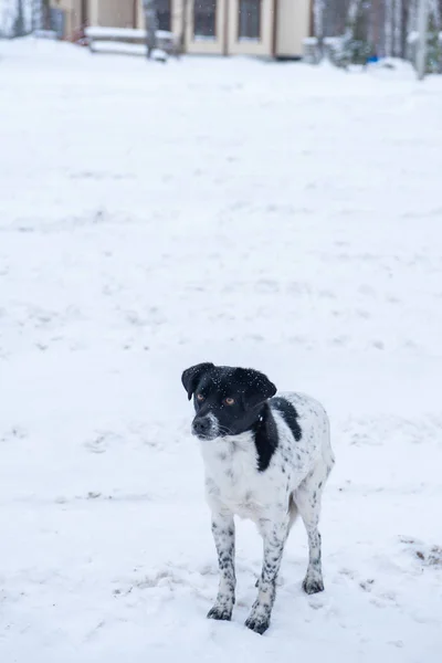 无家可归的冷冻狗 — 图库照片