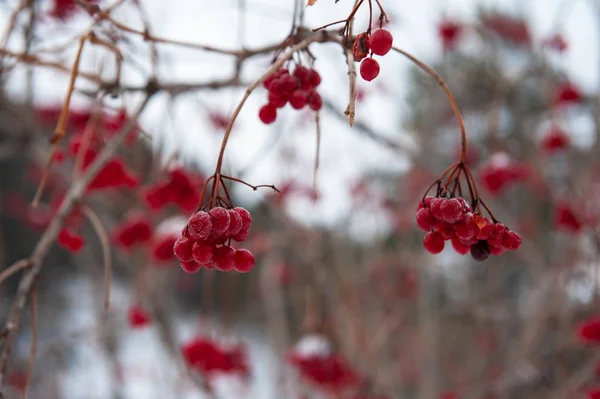 Rowan tree with branches of berries — Stock Photo, Image