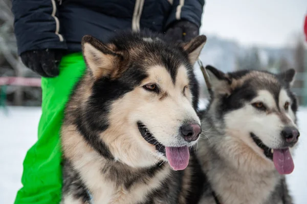 Perro malamute de Alaska — Foto de Stock