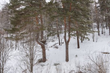 Altay Dağları orman içinde büyük yuva,