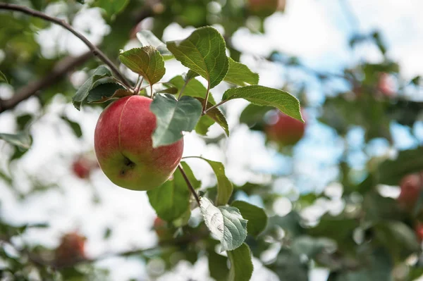 Jabłoń z jabłkami — Zdjęcie stockowe