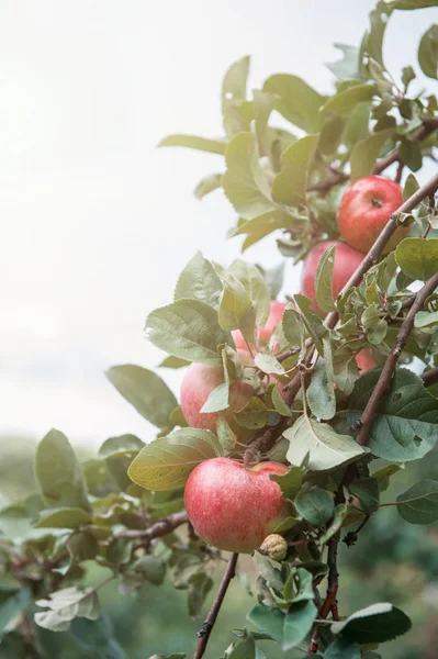 Jabłoń z jabłkami — Zdjęcie stockowe
