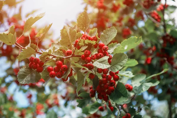 Red berries of hawthorn — Stock Photo, Image