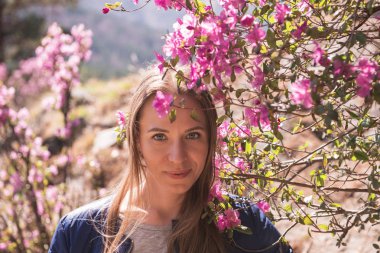 Altay dağlarında çiçek açan maralnik rhododendron