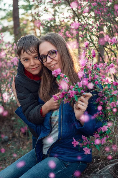 Kwitnący rododendron maralnik w górach Ałtaju — Zdjęcie stockowe