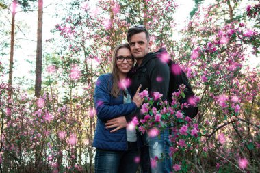 Altay dağlarında çiçek açan maralnik rhododendron
