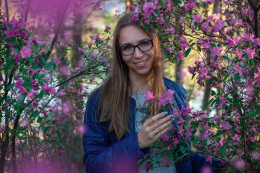 Altay dağlarında çiçek açan maralnik rhododendron