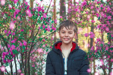 Altay dağlarında çiçek açan maralnik rhododendron