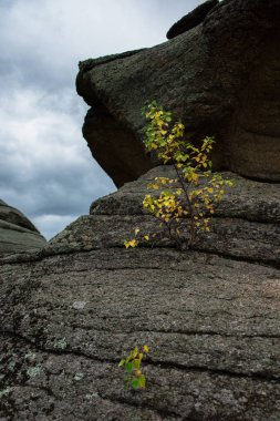 Kayalıklardaki ağaç