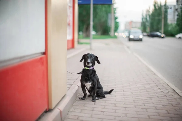 Cão de pé em uma estrada — Fotografia de Stock