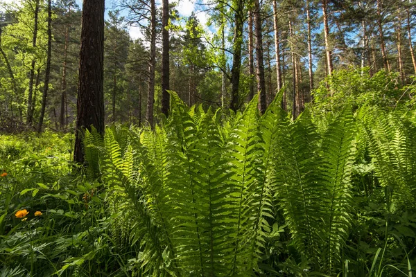 Grüne Farnpflanze — Stockfoto