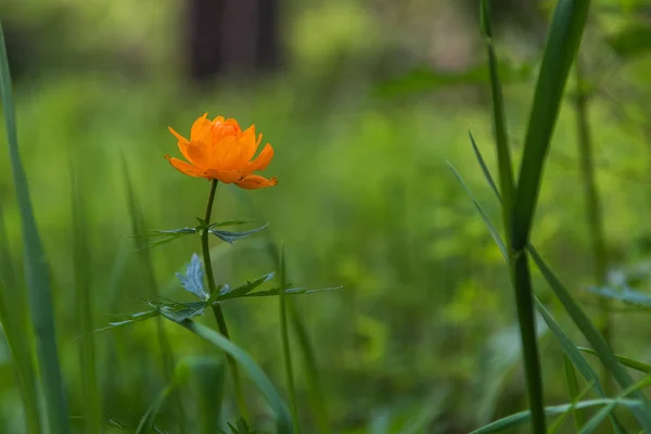 Orange flowers trollius — Stock Photo, Image